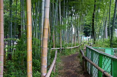 竹林の散策路