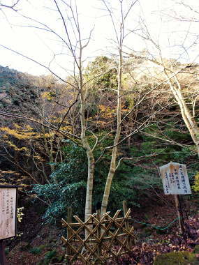 七不思議その四 逆さ菩提樹