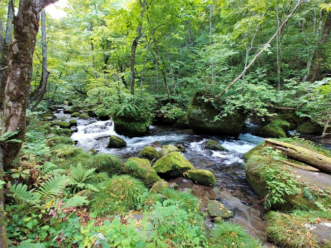 渓流ハイキングスタート