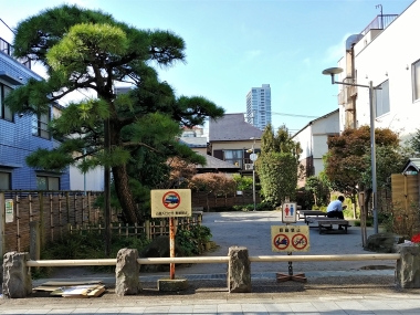 街道松の広場