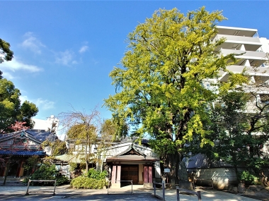 品川区指定天然記念物の大イチョウ