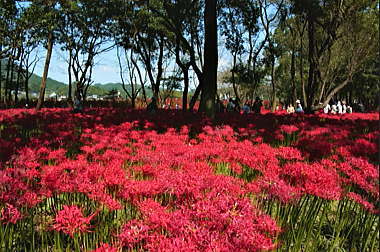 ヒガンバナ(2009年9月撮影)