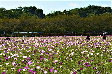 コスモスも楽しめます(2009年9月撮影)