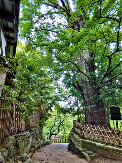 東京都指定天然記念物のイチョウ