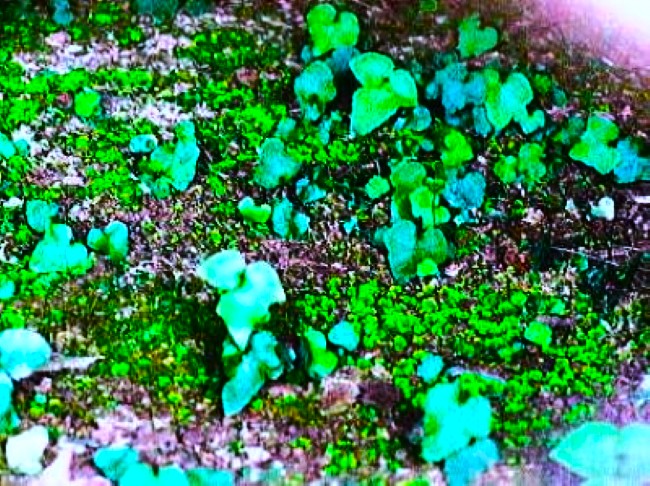 横穴墓内のヒカリゴケ