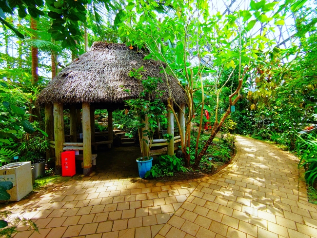 熱帯の家が建つBドーム