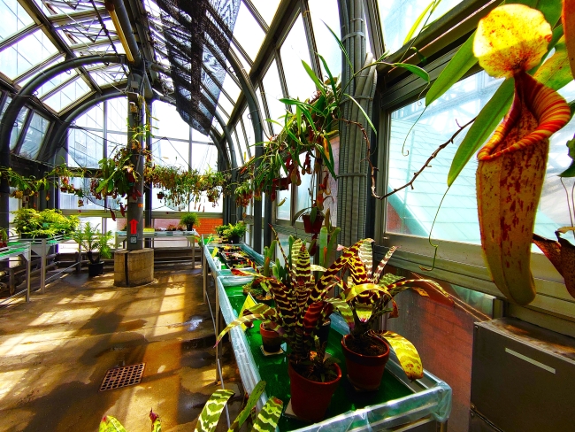 食虫植物温室